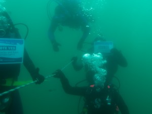 Hamden Scuba #Divers4SharksNRays