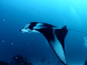 Manta Ray