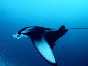 Manta Ray