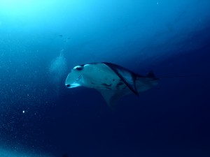 Manta Ray