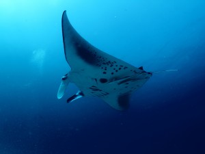 Manta Ray