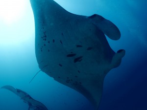 Manta Ray