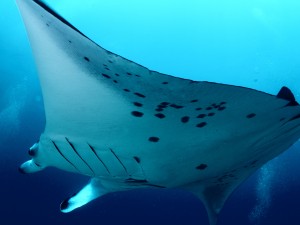 Manta Ray