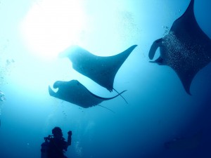 Manta Ray