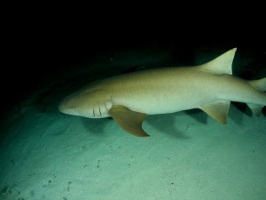 Nurse Shark