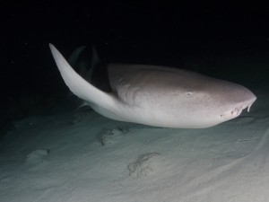 Nurse Shark