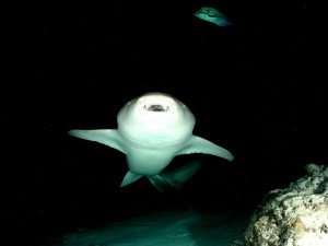 Nurse Shark