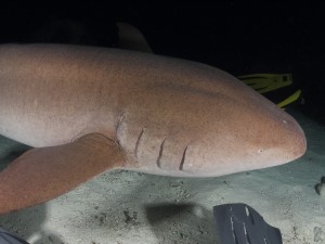 Nurse Shark