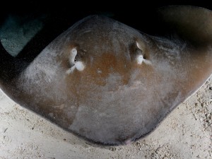 Sting Ray