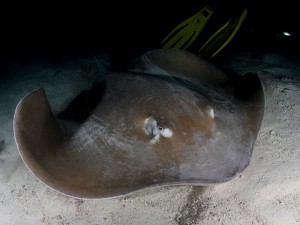 Sting Ray