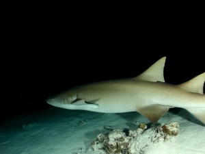 Nurse Shark