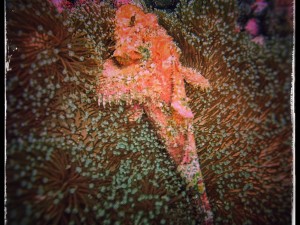 Devil scorpion fish