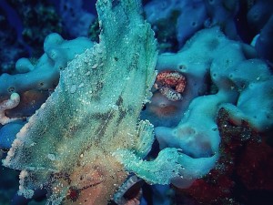 Leaf scorpion fish