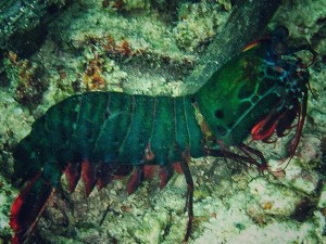 Peacock mantis shrimp