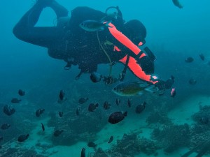 Dropping in on the house reef