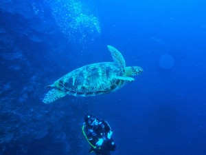 Green Sea Turtle encounter 