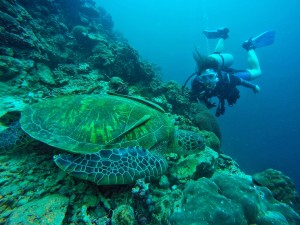 Green Sea Turtle encounter 