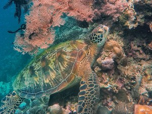 A Green Sea Turtle takes rest on the reef