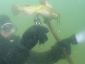 Diver Saves a Catfish