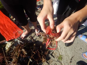 Dive against debris at Tanziwan Harbor Taiwan