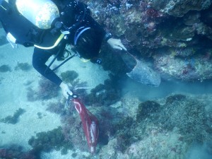 Dive against debris at Tanziwan Harbor Taiwan