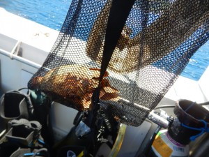 Dive Against Debris Isola di Ponza 