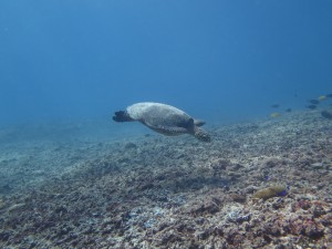 Not trash in the ocean ,happy turtles swiming around ! welcome to Gili Trawangan.