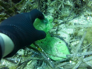 Dive Against Debris Isola di Ponza 