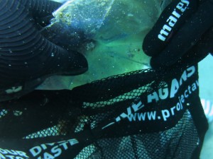 Dive Against Debris Isola di Ponza 