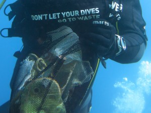 Dive Against Debris Isola di Ponza 