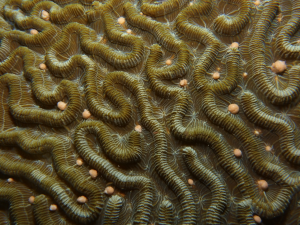 Brain coral spawning