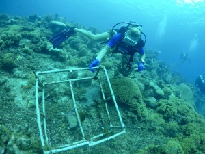 Ocean Encounters Clean up dive Curacao