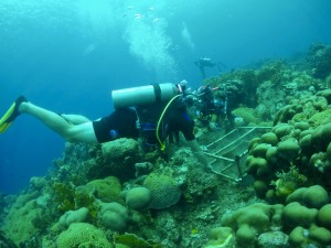 Ocean Encounters Clean up dive Curacao