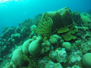 Ocean Encounters Clean up dive Curacao