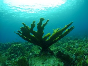 Ocean Encounters Clean up dive Curacao