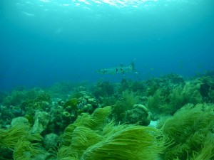 Ocean Encounters Clean up dive Curacao