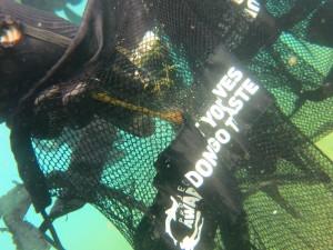 #Dive Against Debris in Adopt a Dive Site 3° edizione 2017- Dive Against Debris in Adopt a Dive Site 3° edition 2017