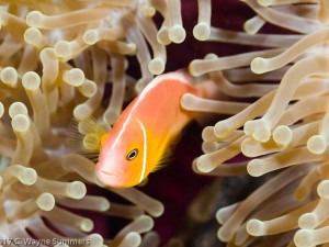 Pink Anemonefish