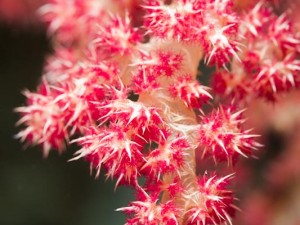 Red Tree Coral