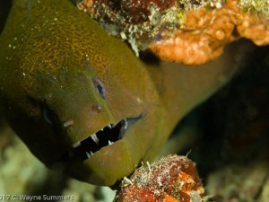 Moray Eel