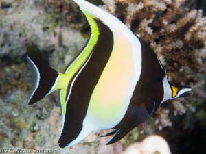 French Angelfish