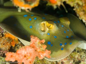 Bluespotted Stingray