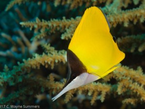 Yellow Longnose Butterflyfish