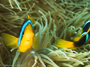 Clark's Anemonefish