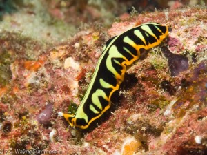 Tiger Flatworm