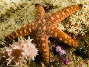 Marble Starfish