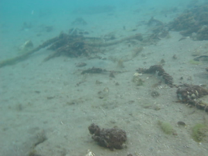 Loutraki Dive Club Isthmia Loutraki Greece 21/1/2017