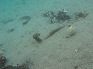 Loutraki Dive Club Isthmia Loutraki Greece 21/1/2017