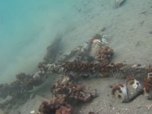 Loutraki Dive Club Isthmia Loutraki Greece 21/1/2017