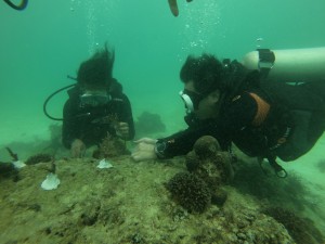 Coral planting project at Calypso Diving